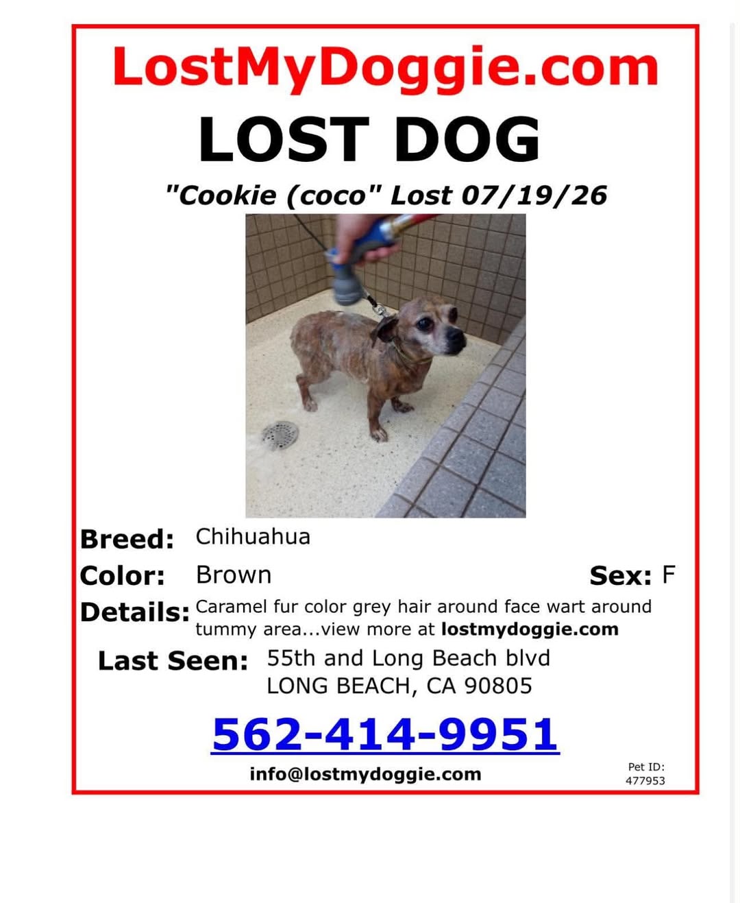 Dog reported missing in Long Beach, CA