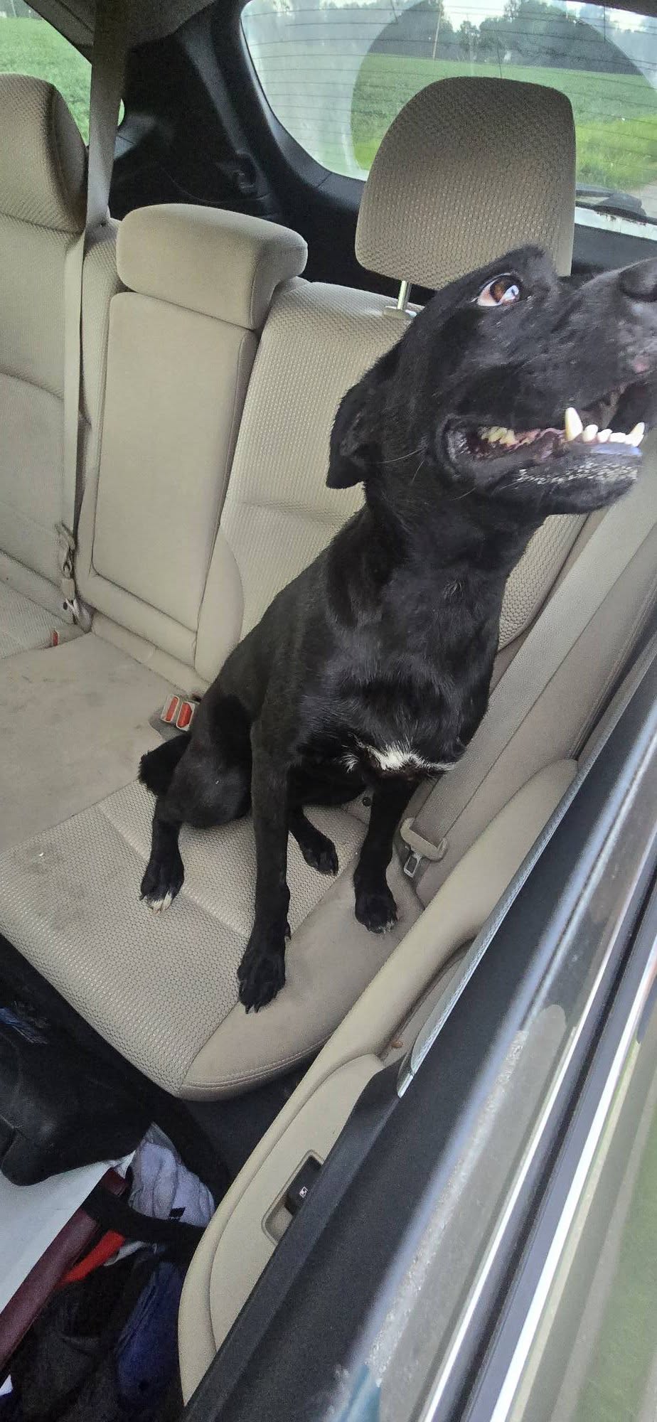 Dog reported found or sighted in Omaha, NE