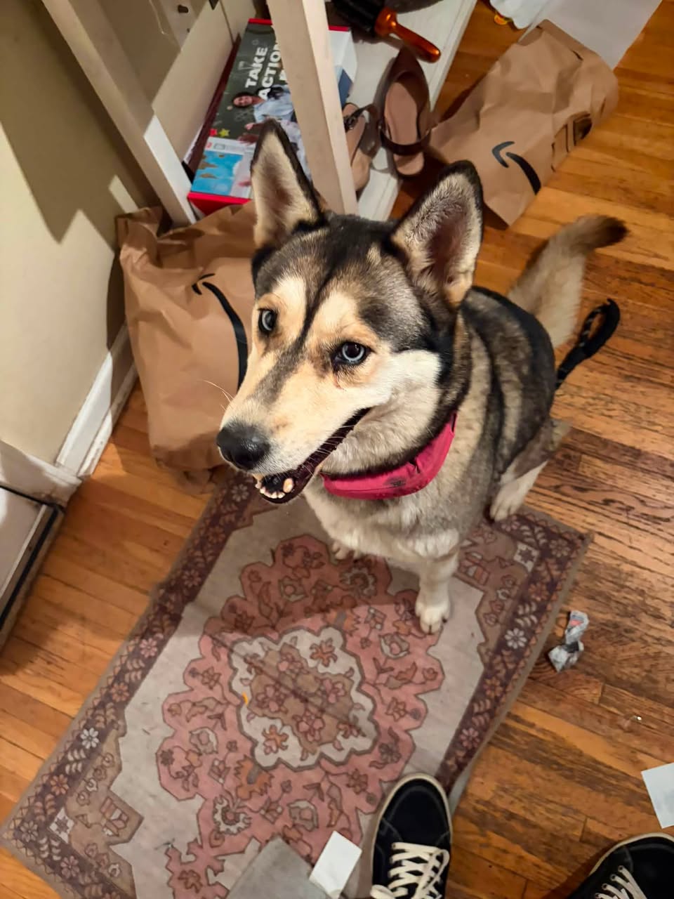 Dog reported found or sighted in Denver, CO