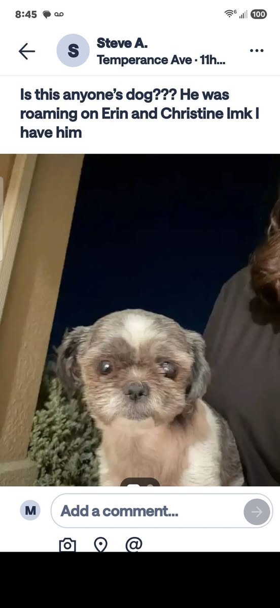 Dog reported found or sighted in Fresno, CA
