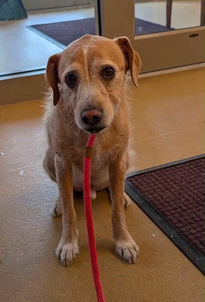 Dog reported found or sighted in Lincoln, NE