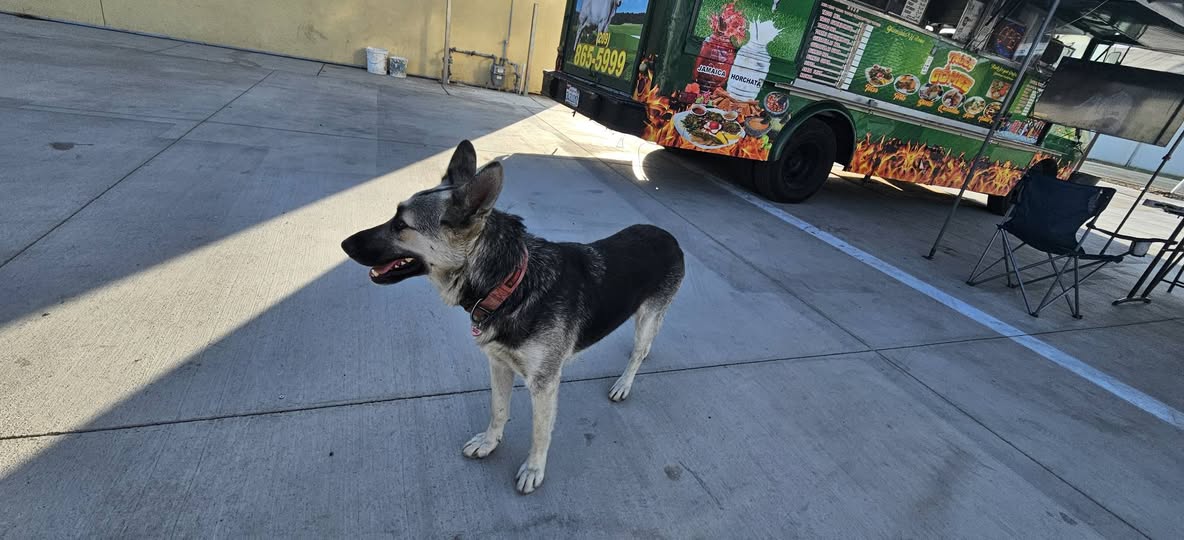 Dog reported missing in Stockton, CA