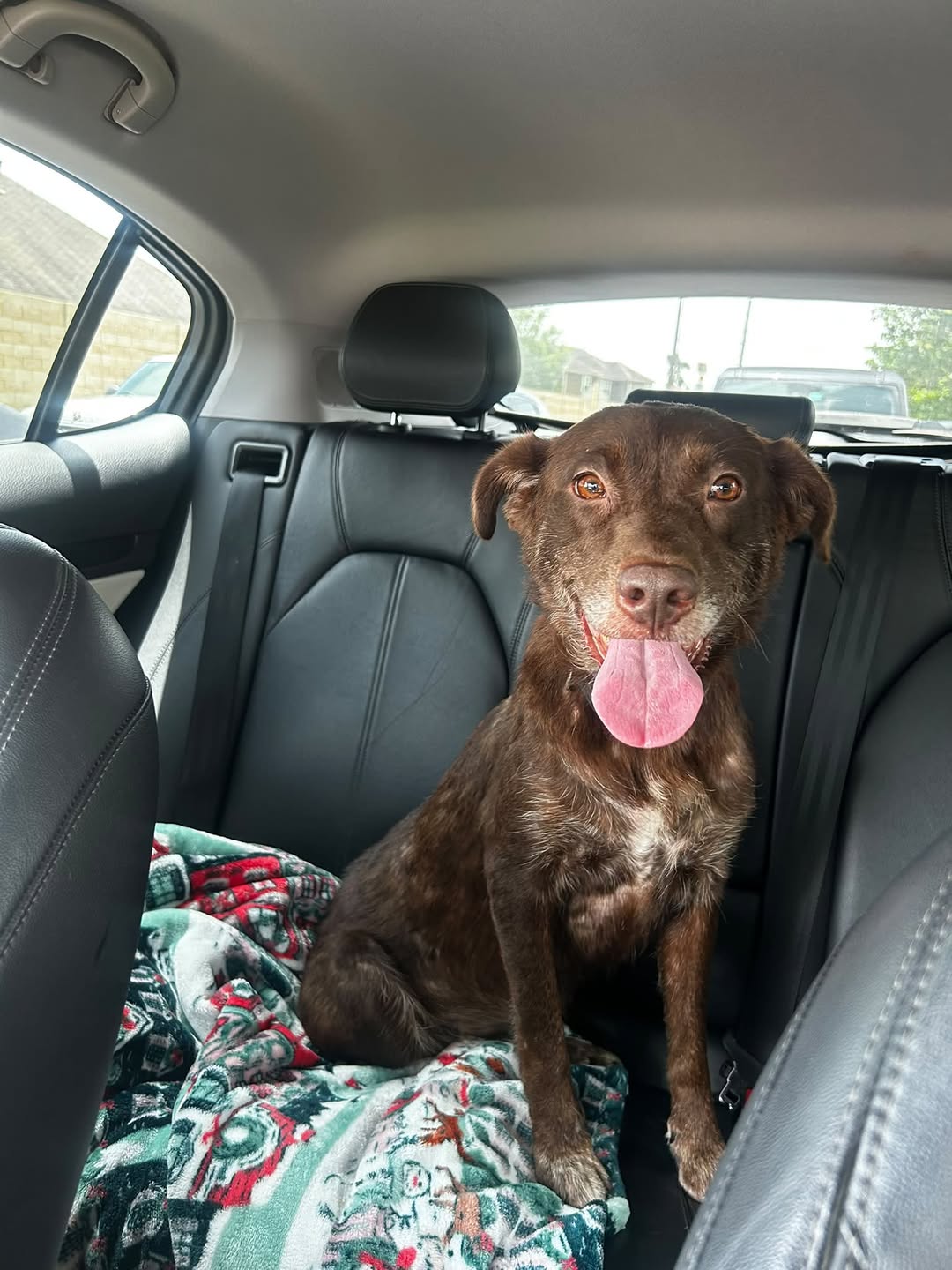 Dog reported missing in Houston, TX