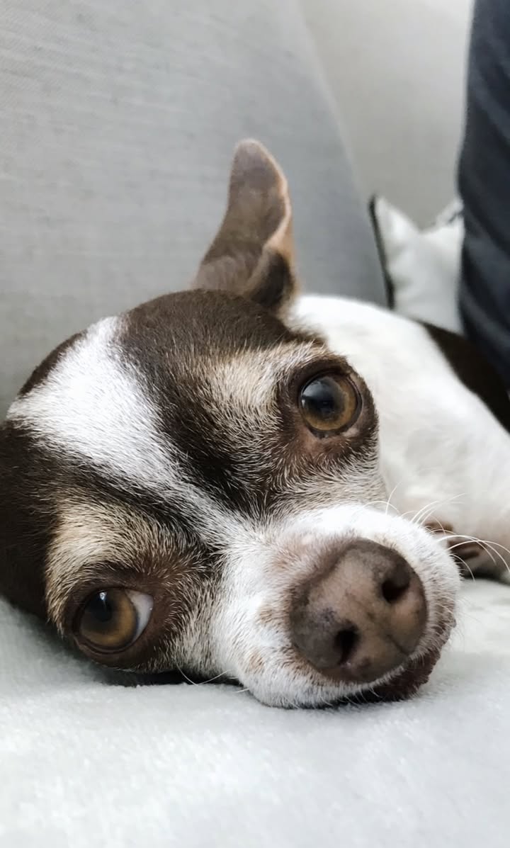 Dog reported missing in Riverside, CA