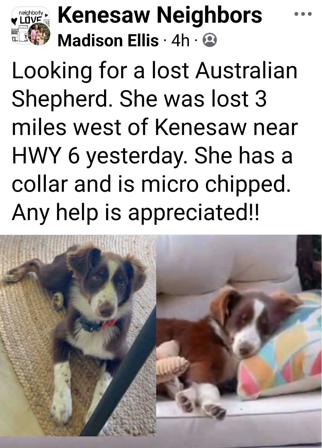 Dog reported missing in Omaha, NE