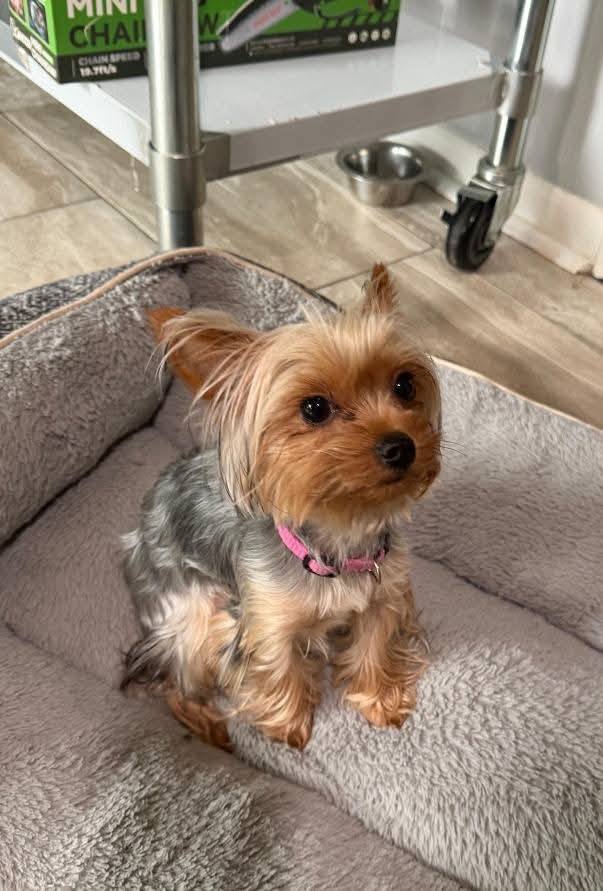 Dog reported missing in Garland, TX