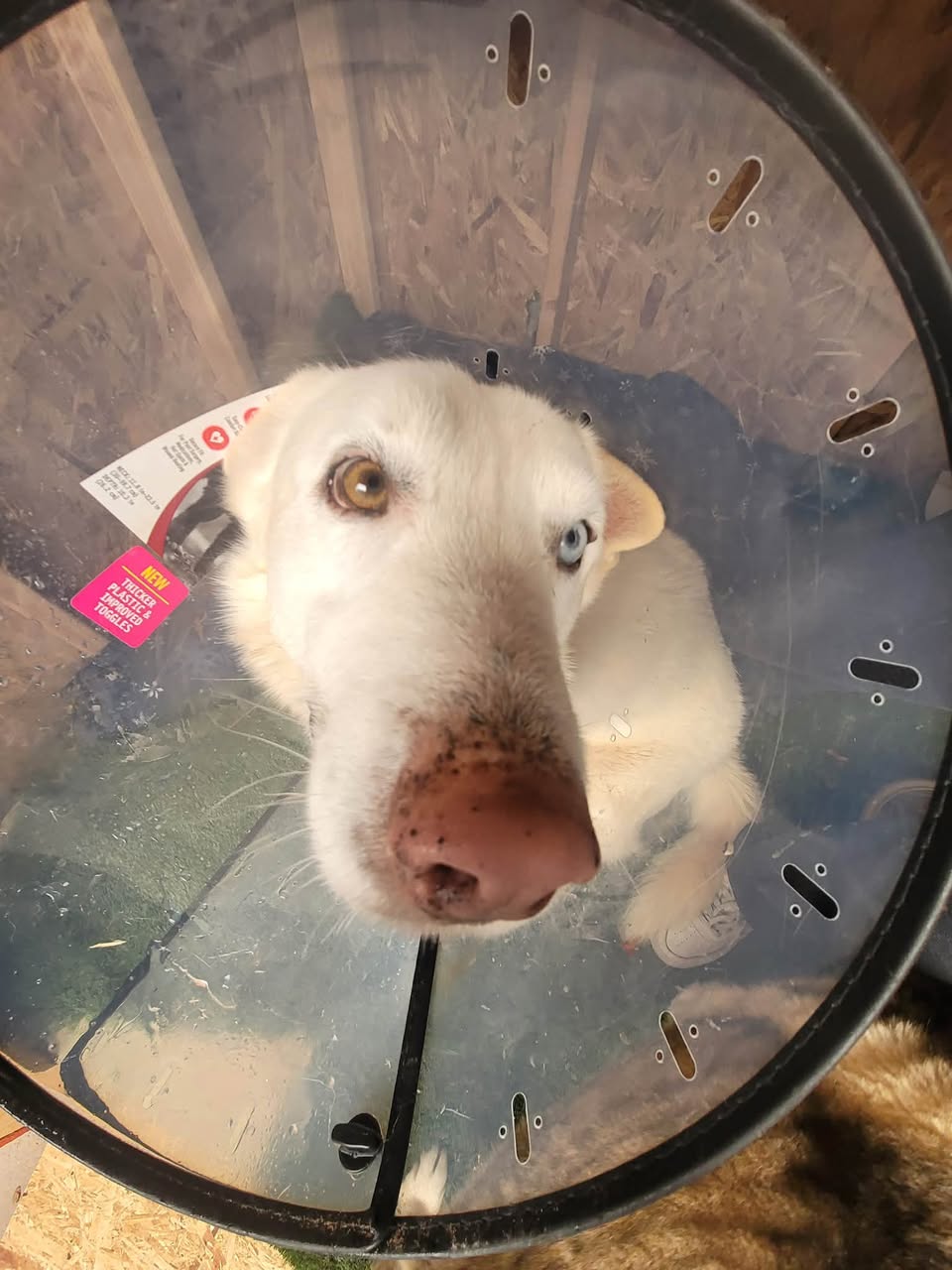 Dog reported missing in Las Vegas, NV
