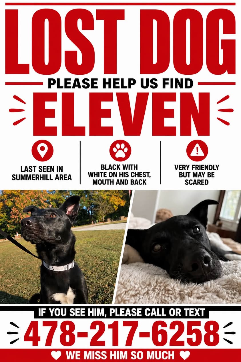 Dog reported missing in Atlanta, GA