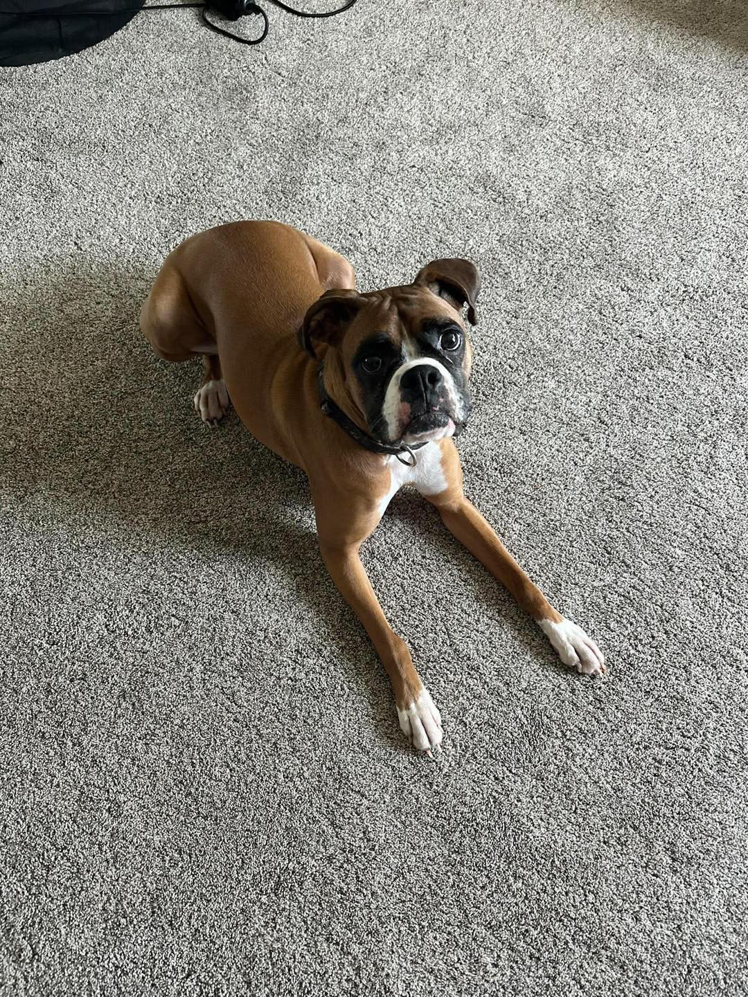 Stevie reported found or sighted in Omaha, NE