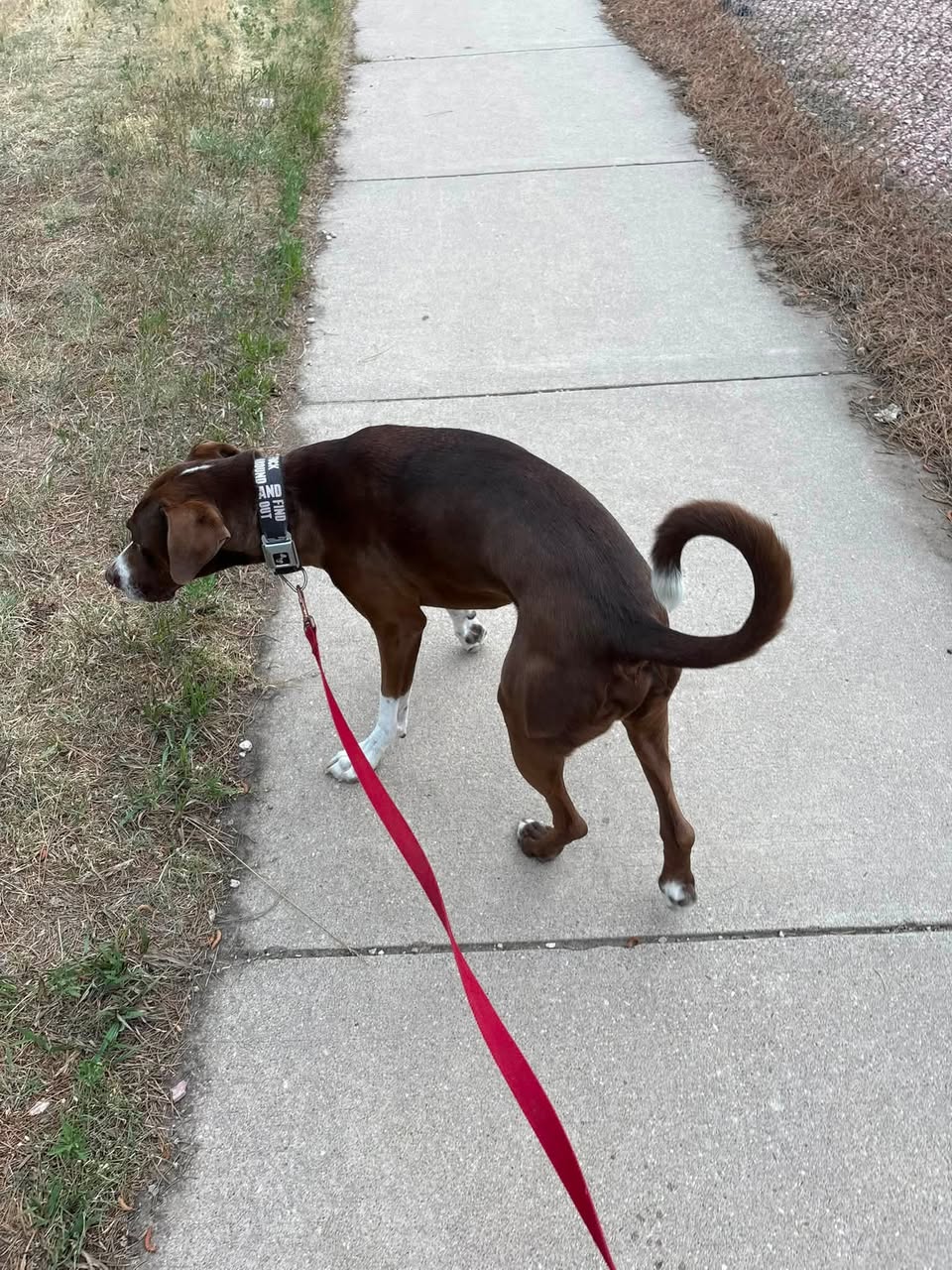 Dog reported missing in Colorado Springs, CO