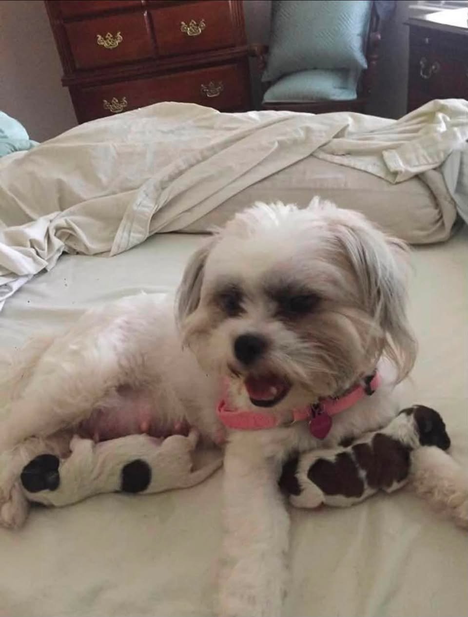 Dog reported found or sighted in Baton Rouge, LA