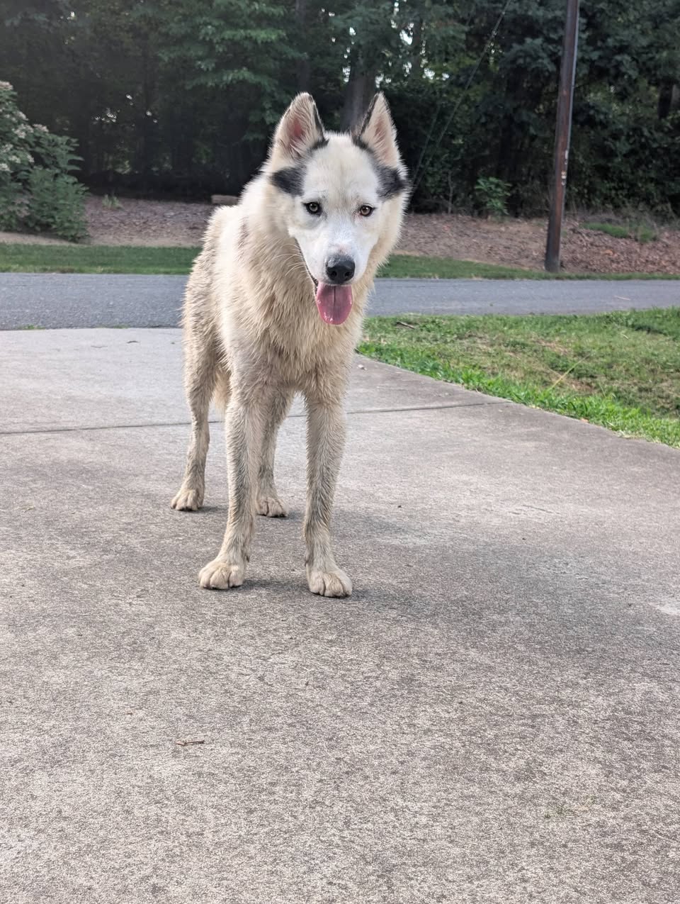 Dog reported missing in Charlotte, NC