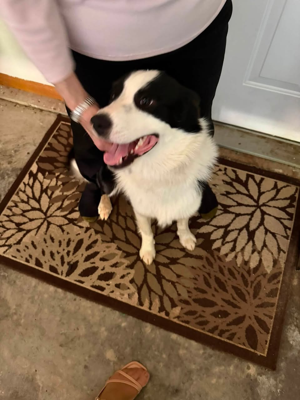 Dog reported missing in Columbus, OH
