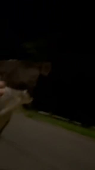 Dog reported missing in Nashville, TN