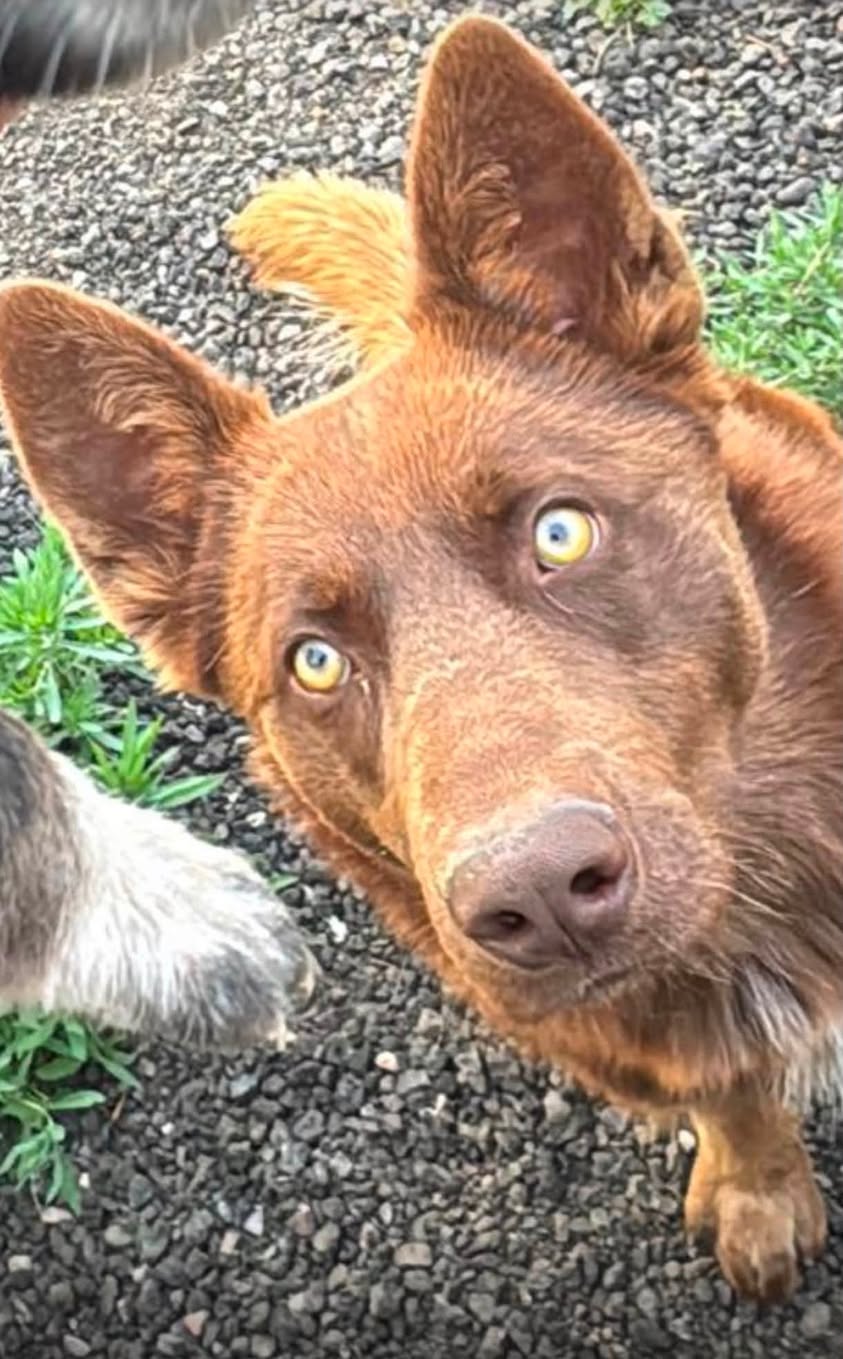 Dog reported missing in Aurora, CO