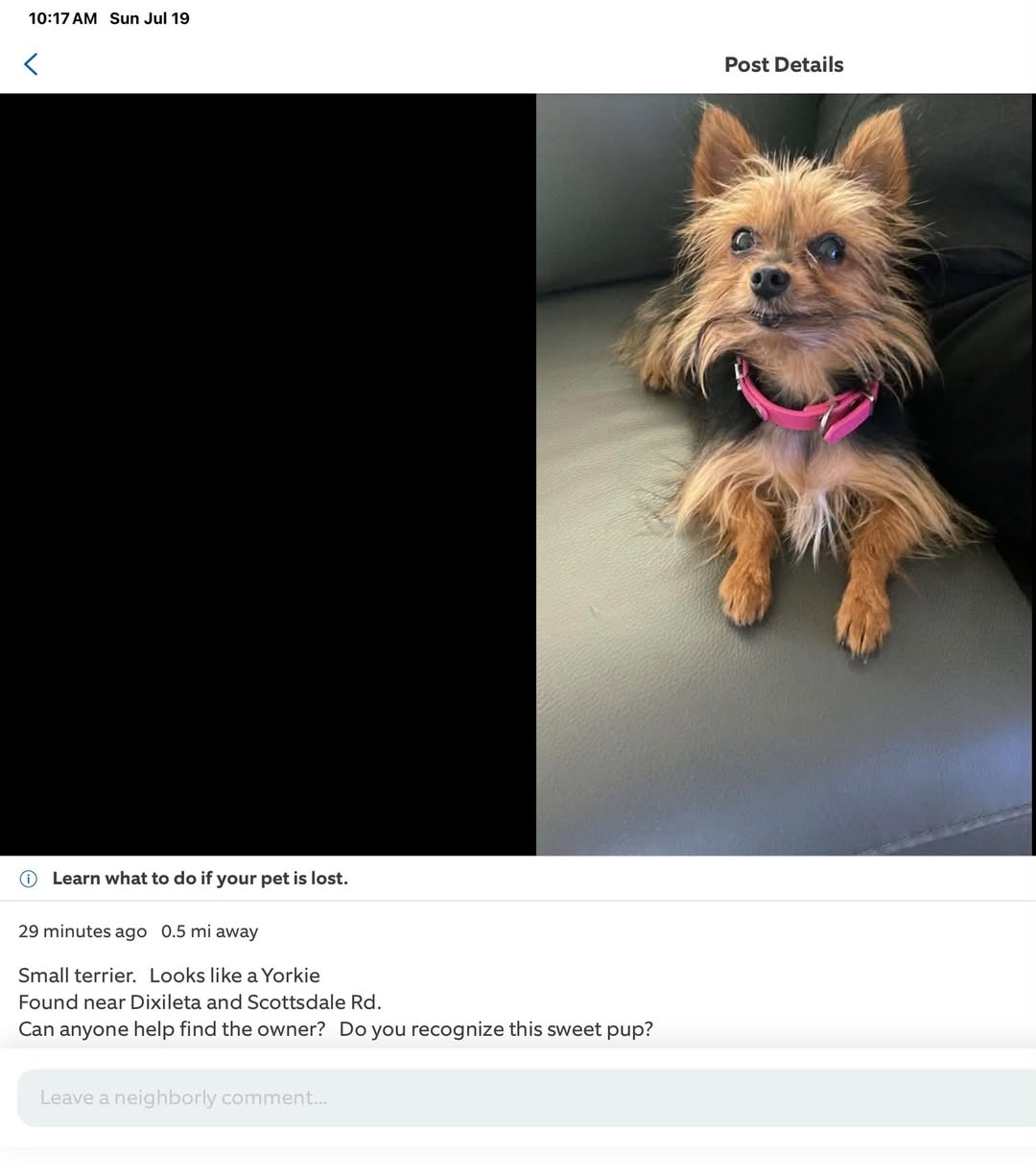 Dog reported found or sighted in Scottsdale, AZ