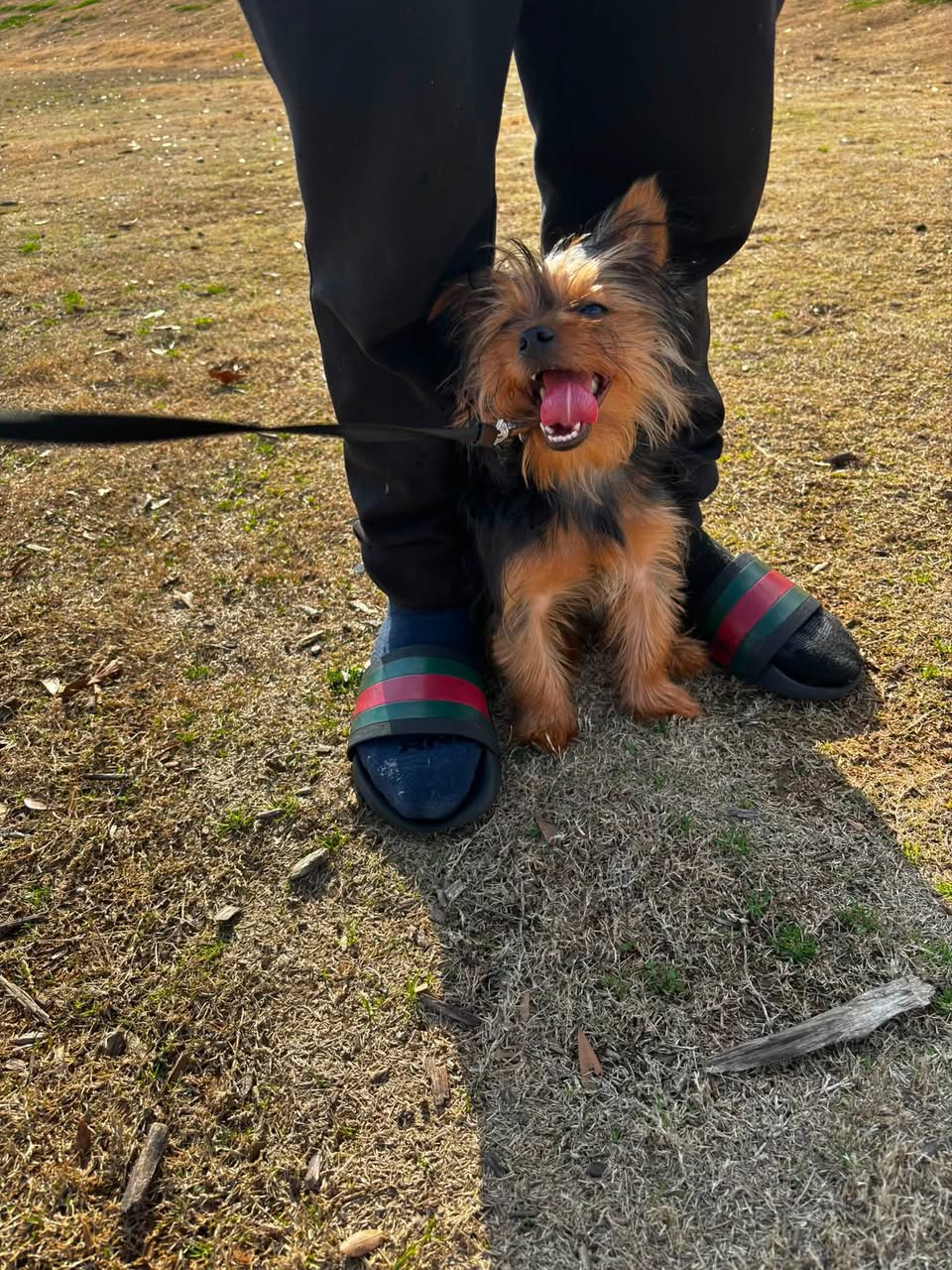 Dog reported missing in Atlanta, GA