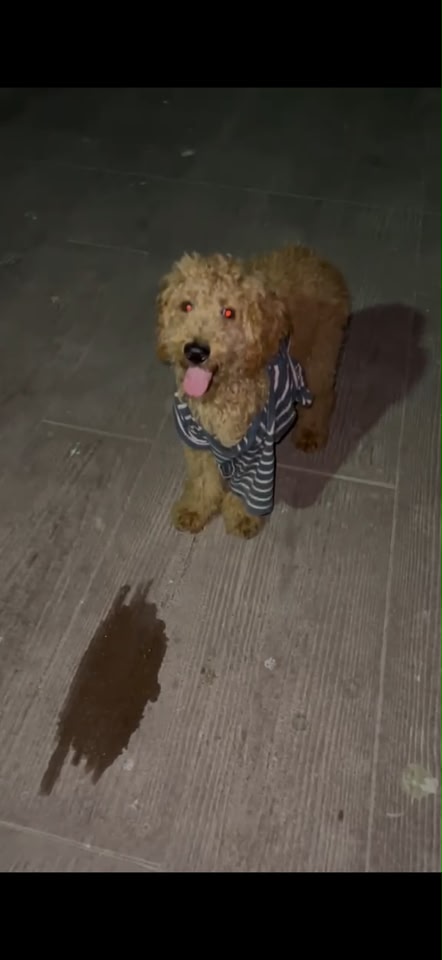 Dog reported missing in Henderson, NV