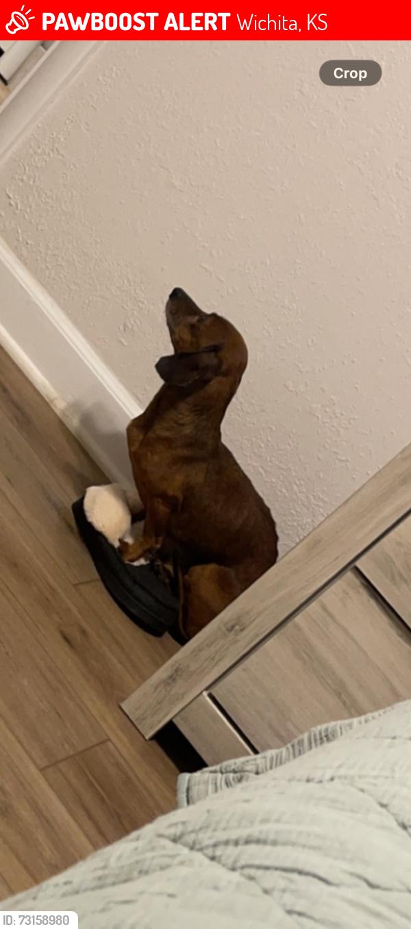 Dog reported missing in Wichita, KS