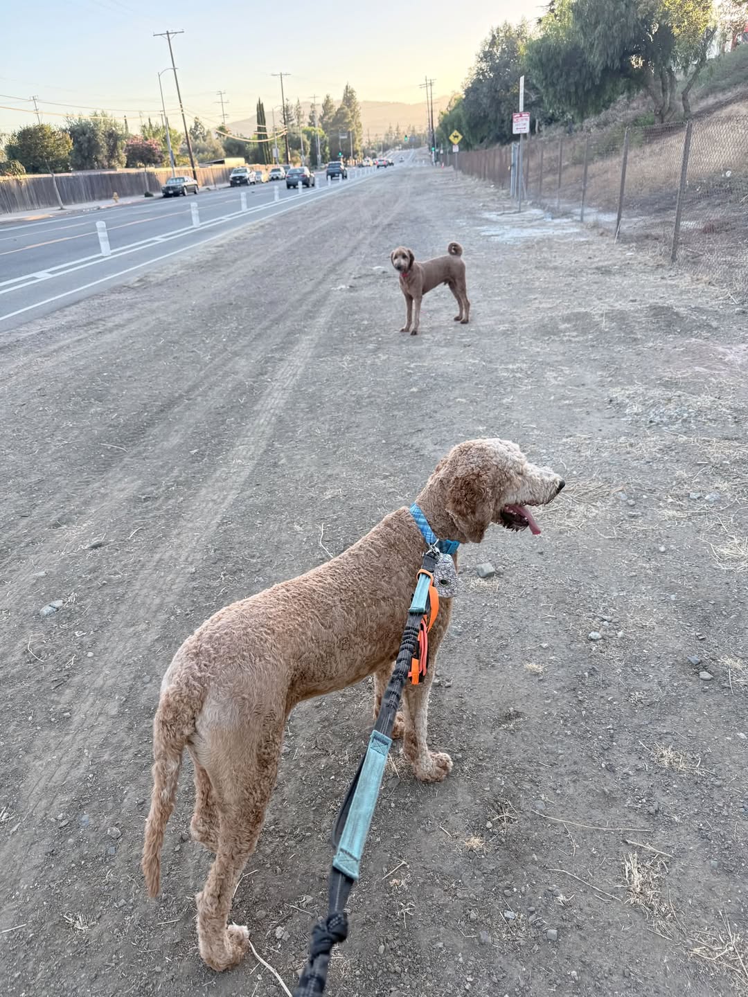 Dog reported found or sighted in Irvine, CA