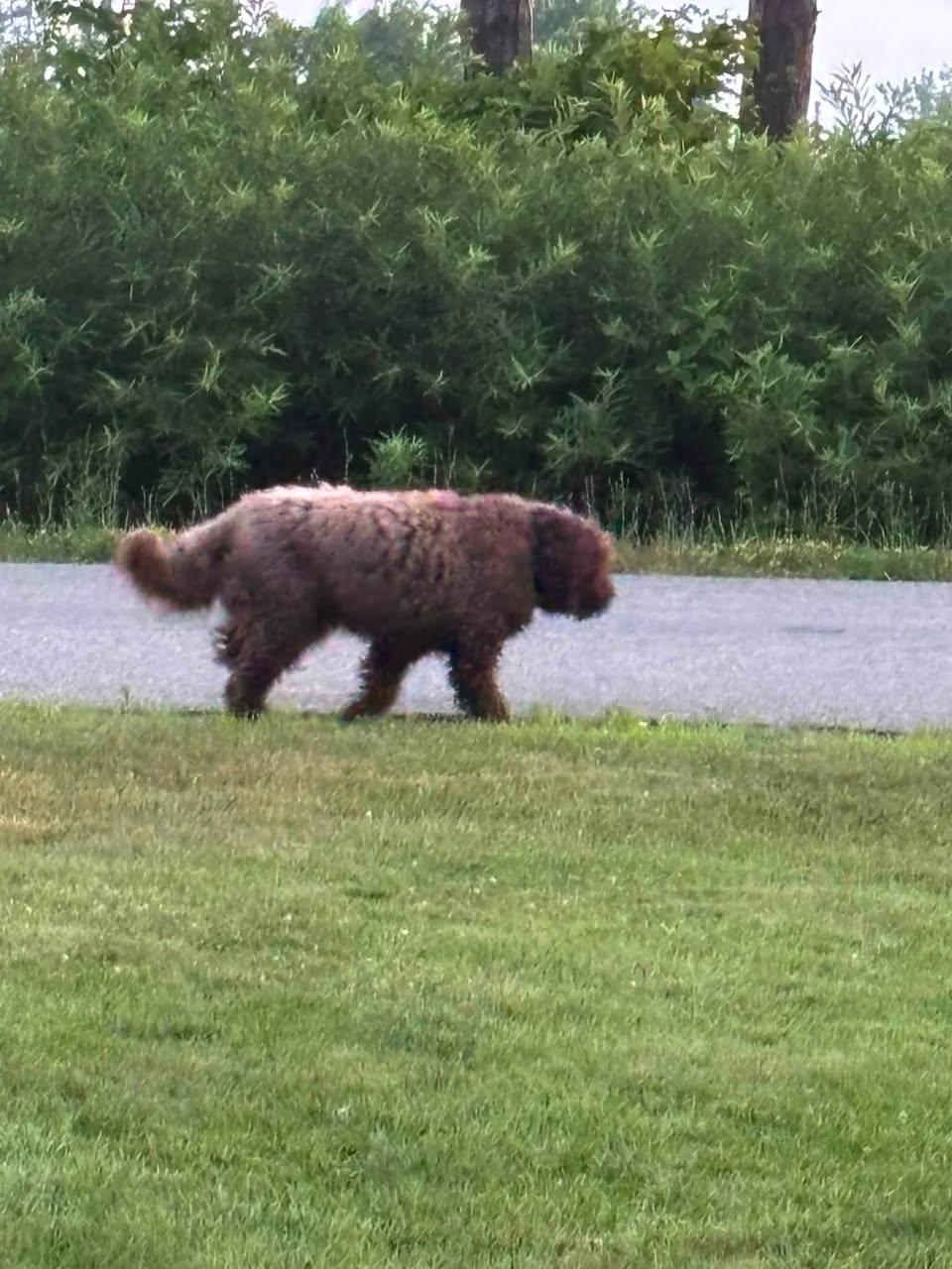 Dog reported missing in Buffalo, NY
