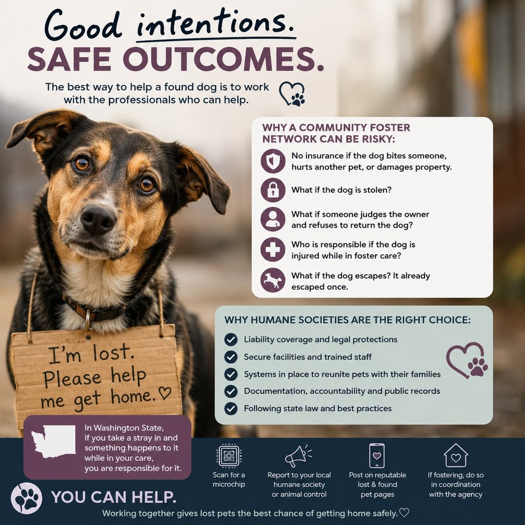 Dog reported found or sighted in Seattle, WA