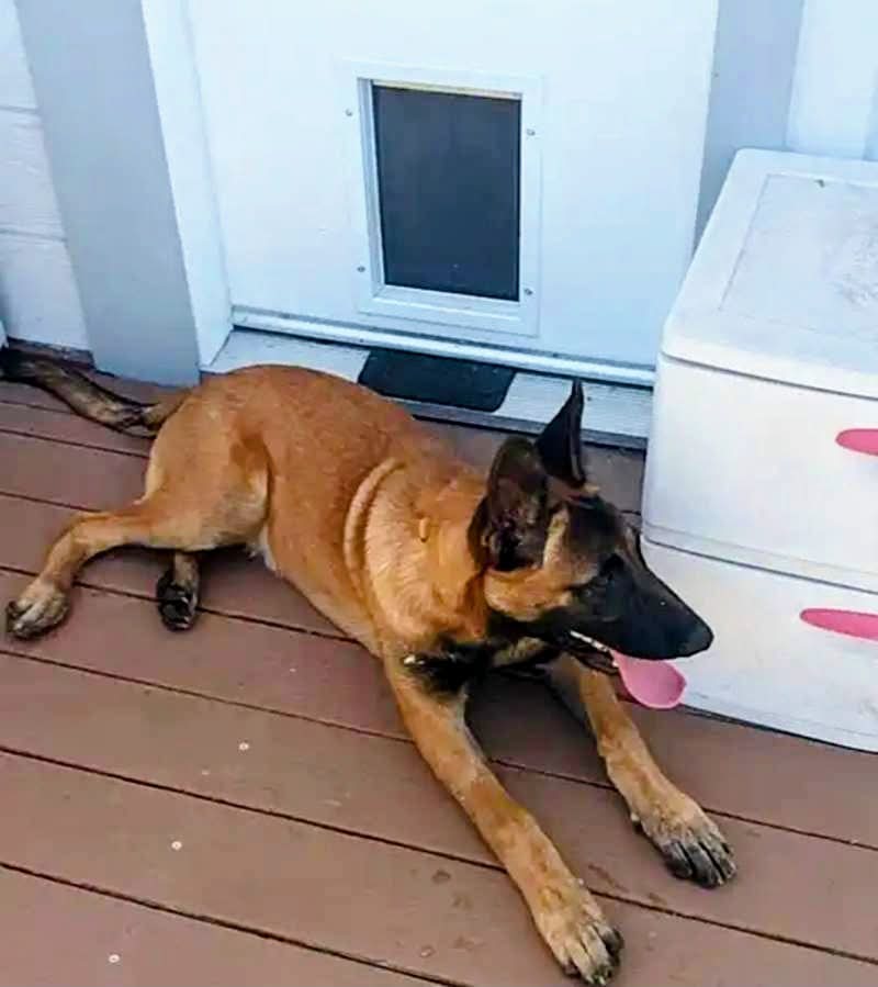 Dog reported found or sighted in San Jose, CA