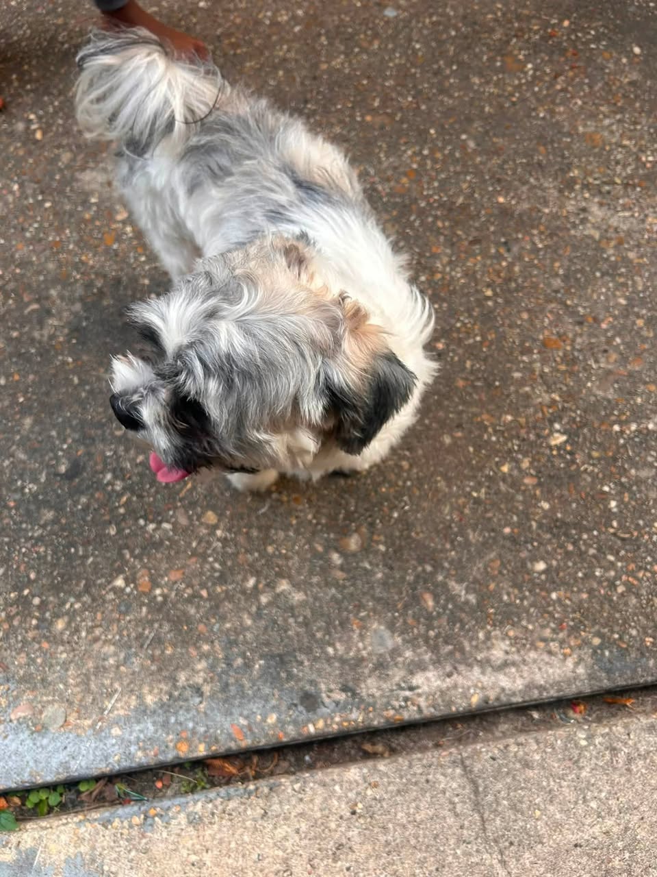 Dog reported found or sighted in New Orleans, LA