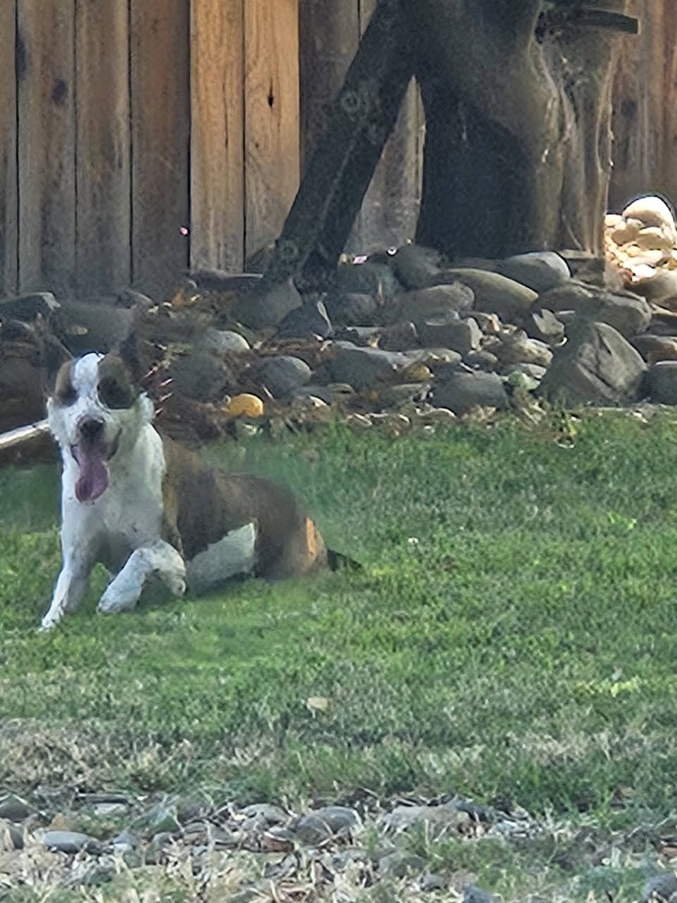 Dog reported found or sighted in Sacramento, CA