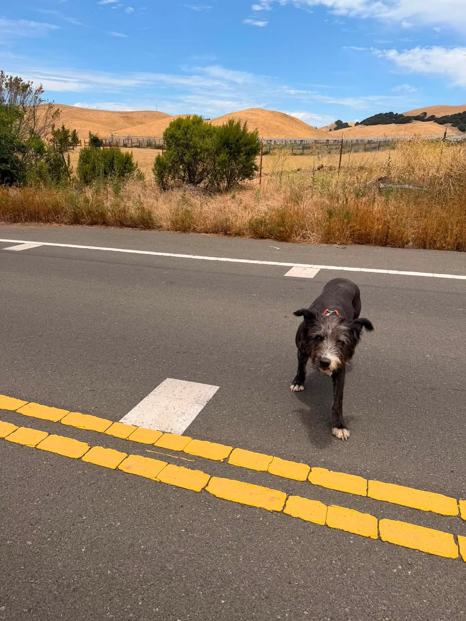 Dog reported missing in Oakland, CA