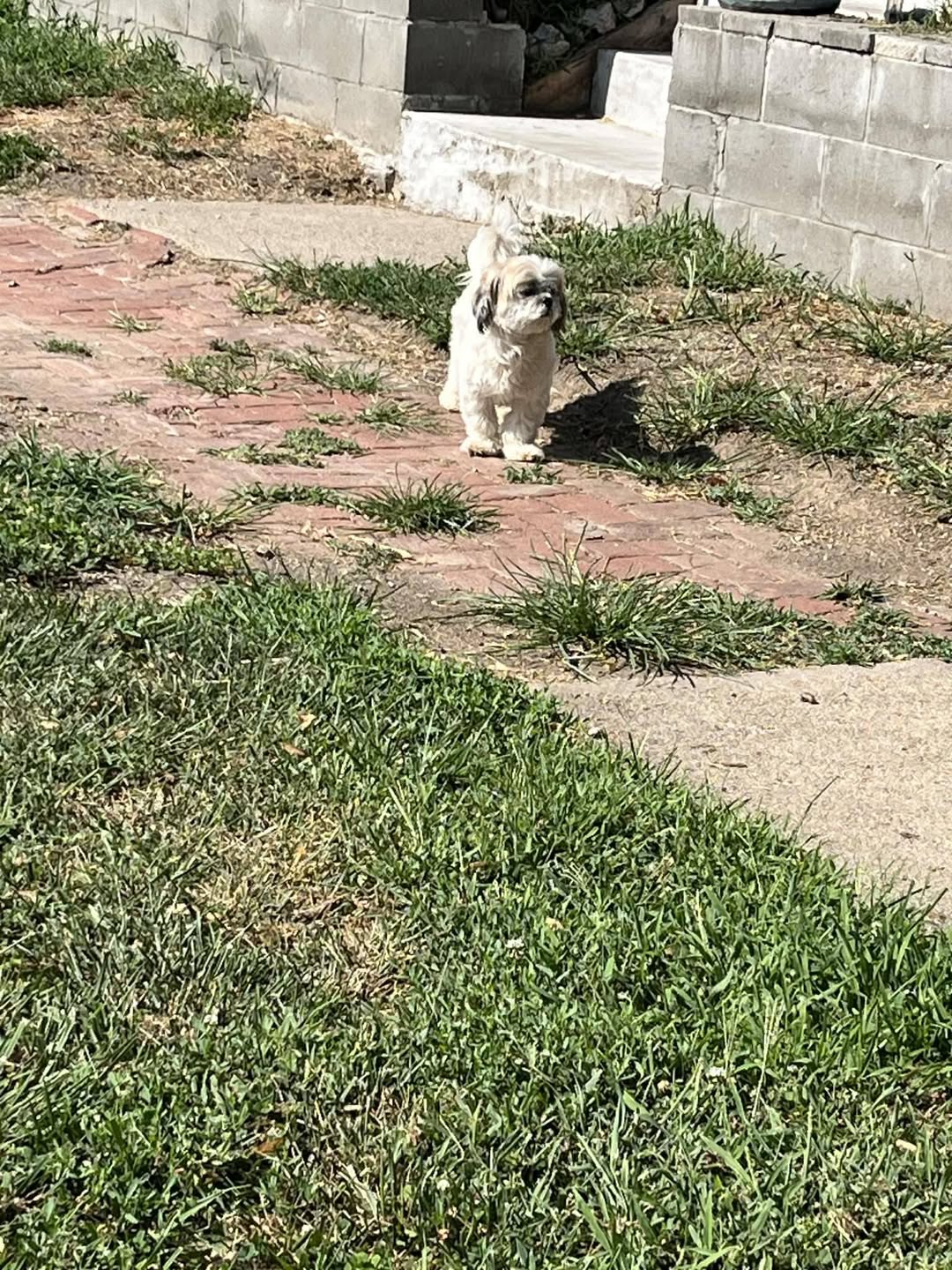 Dog reported found or sighted in Omaha, NE