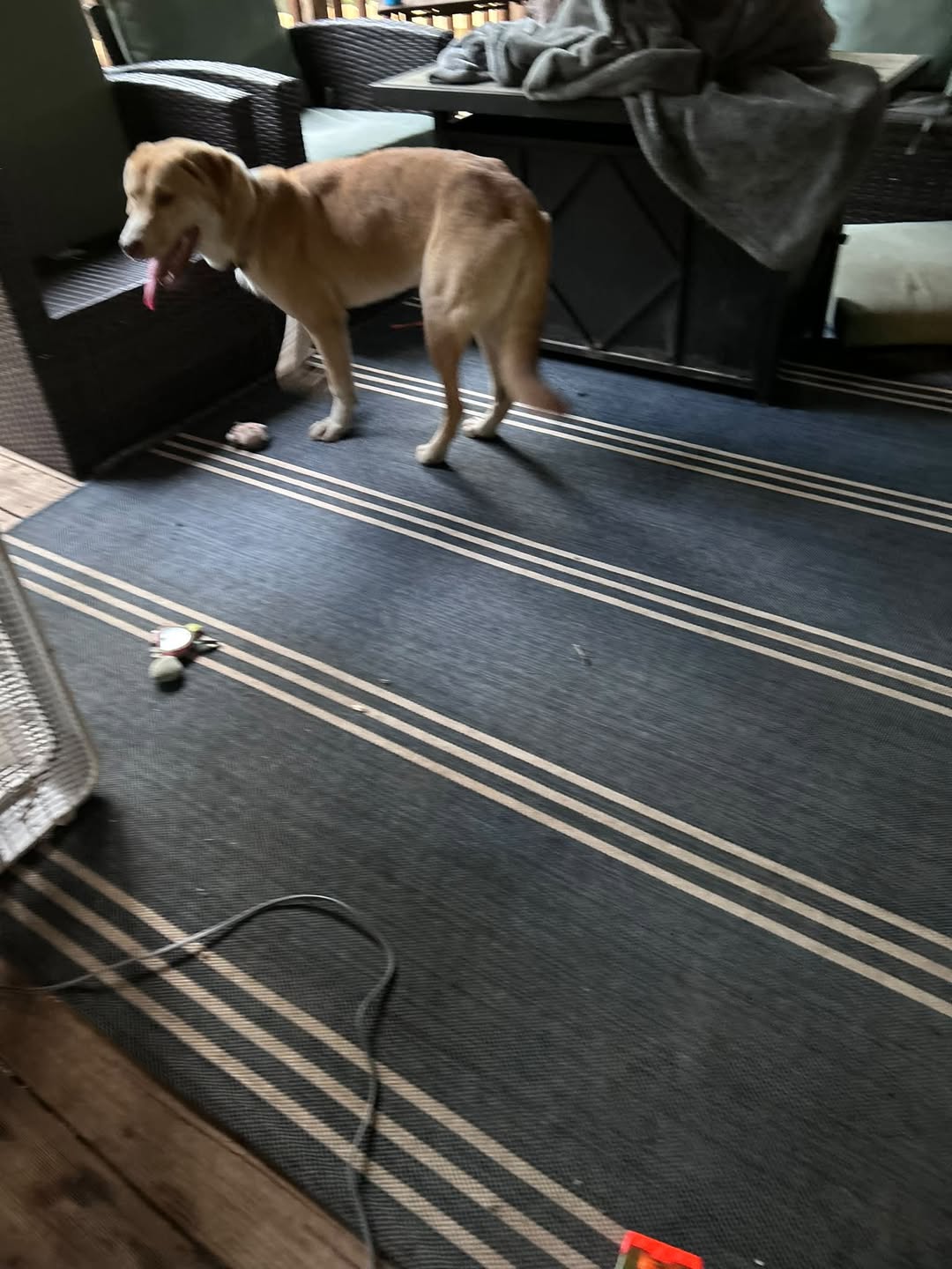 Dog reported found or sighted in Greensboro, NC
