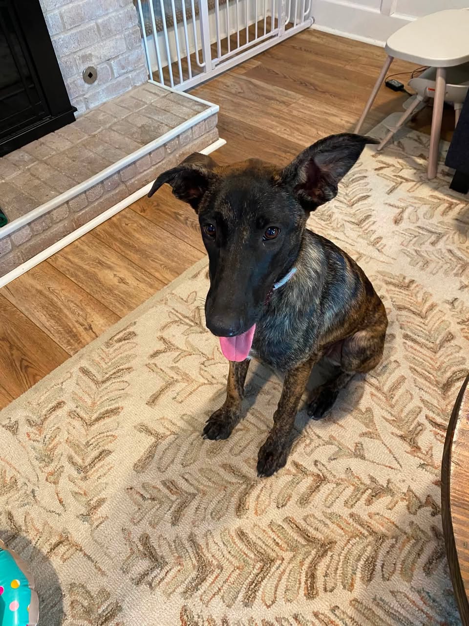 Dog reported missing in Austin, TX