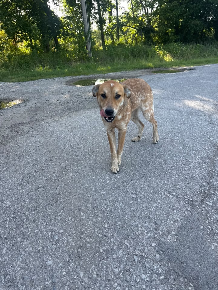 Dog reported found or sighted in Tulsa, OK