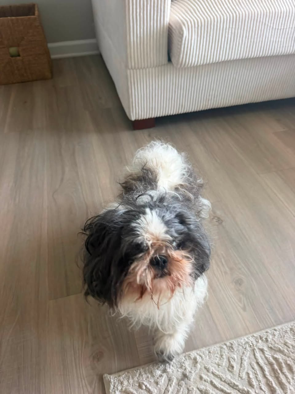 Dog reported missing in Nashville, TN