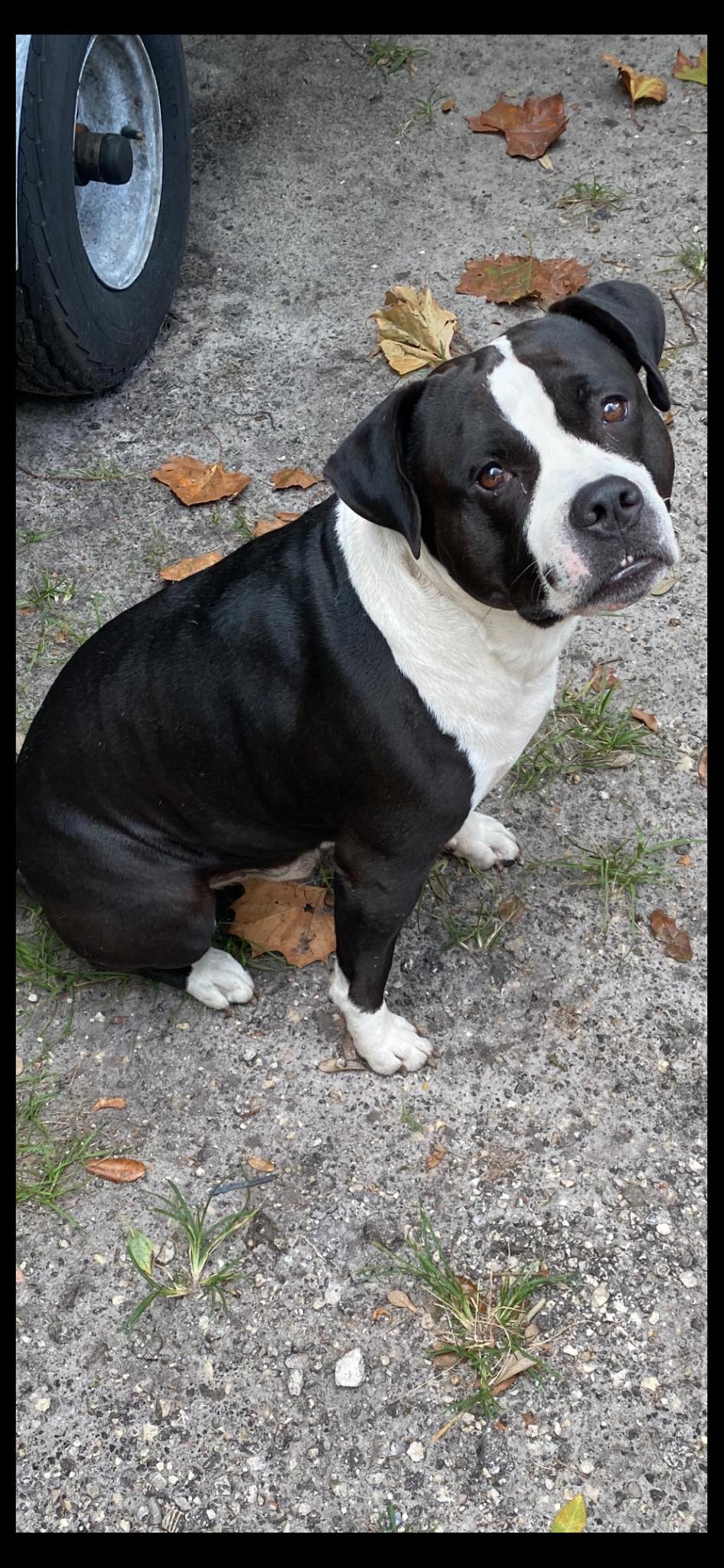 Dog reported missing in Tampa, FL