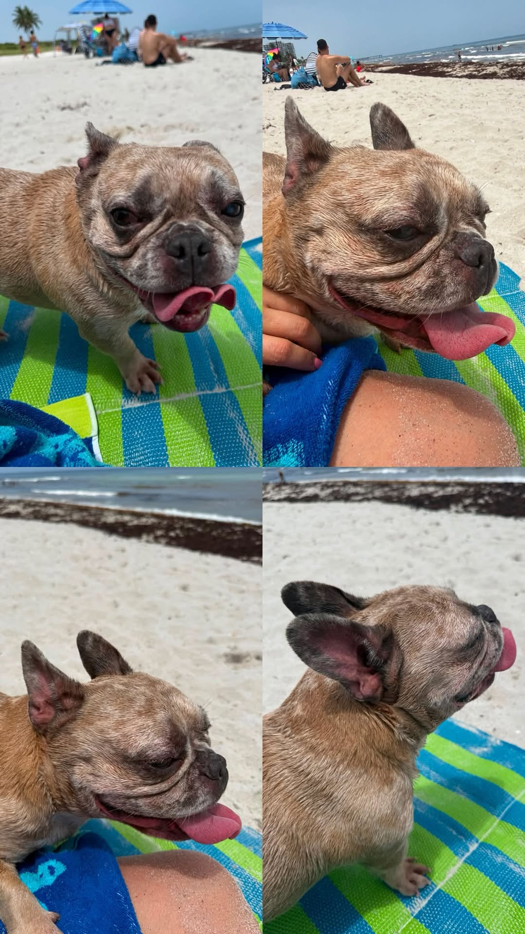 Dog reported found or sighted in Miami, FL
