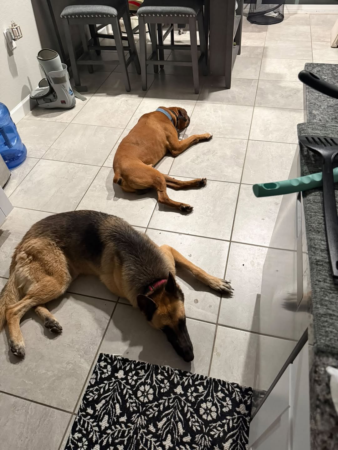 Dog reported missing in Glendale, AZ