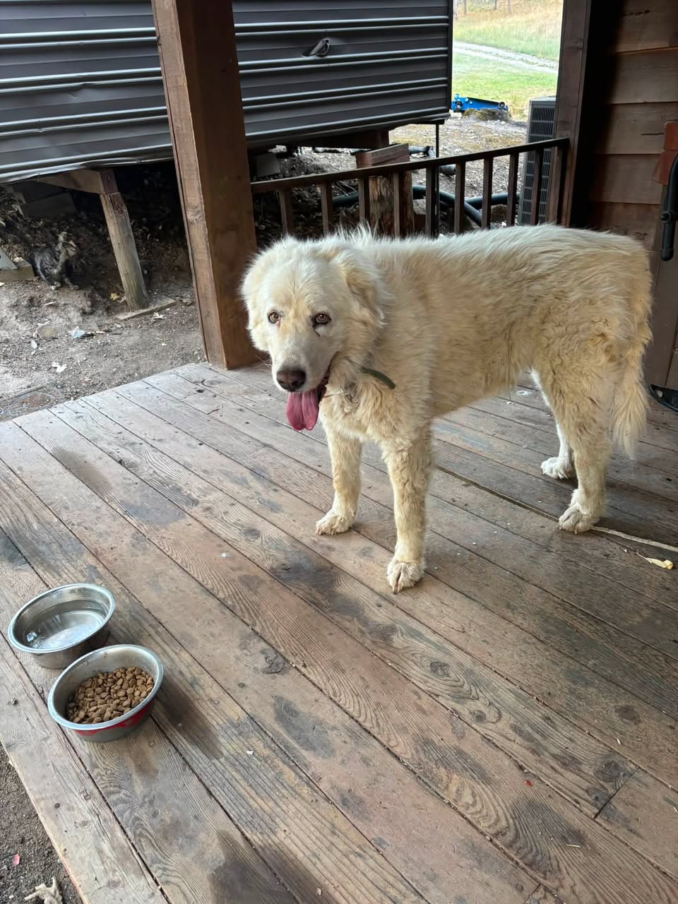 Dog reported found or sighted in Portland, OR