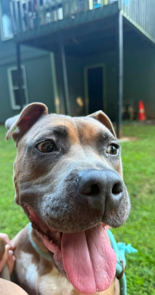 Dog reported found or sighted in Atlanta, GA