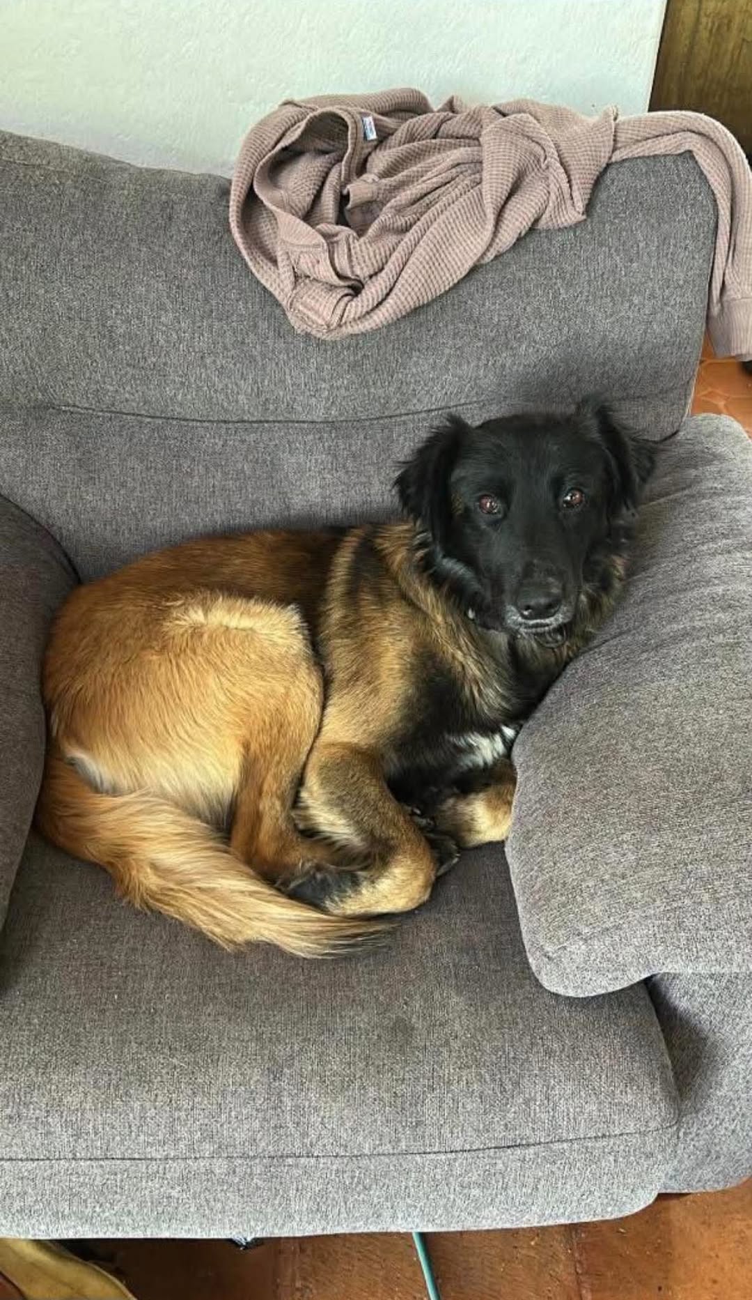 Dog reported found or sighted in Omaha, NE