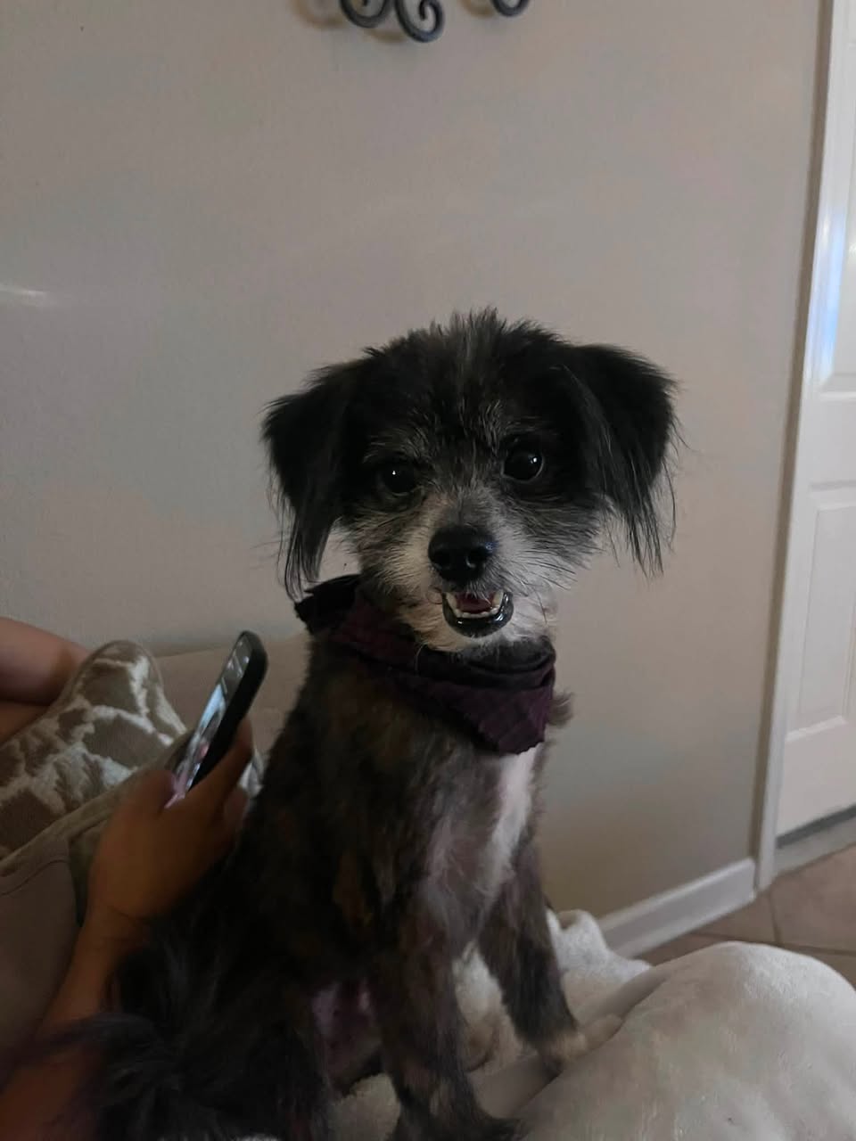 Dog reported missing in New Orleans, LA
