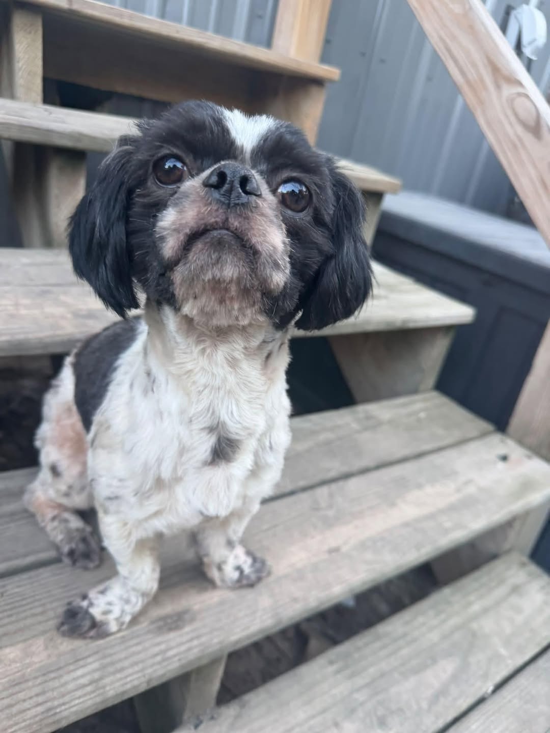Dog reported missing in Buffalo, NY
