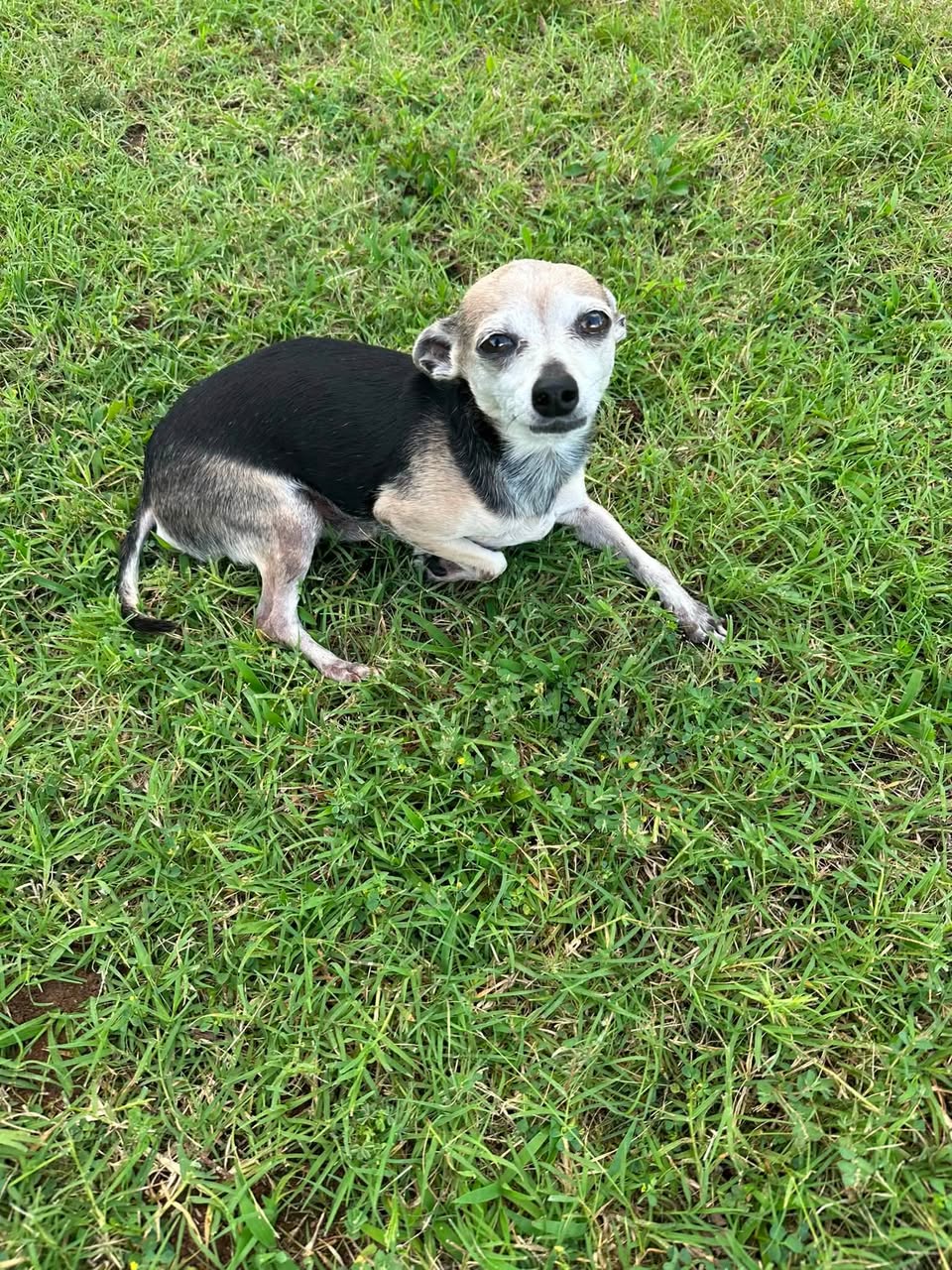 Dog reported missing in Oklahoma City, OK