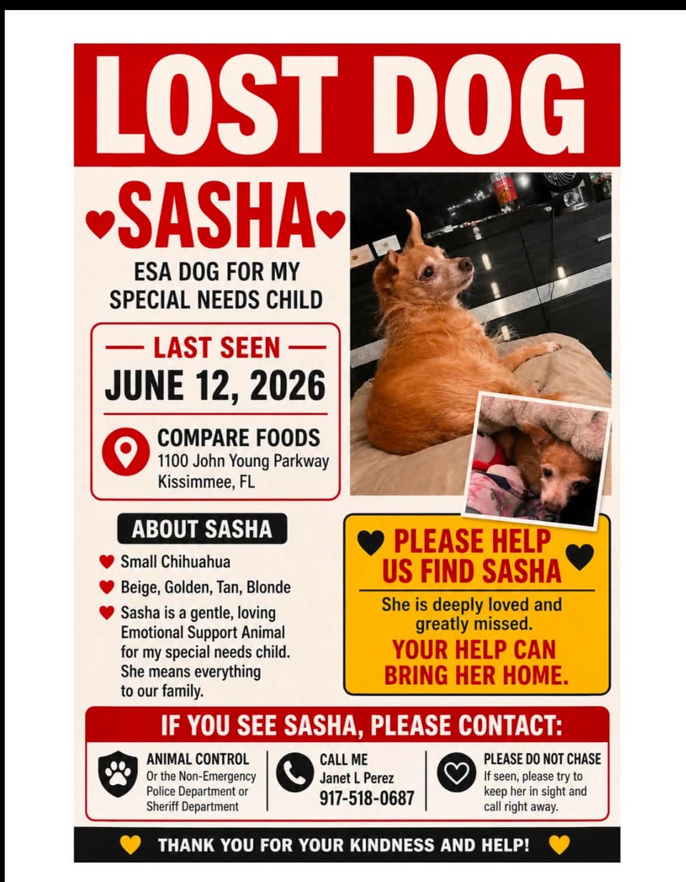 Dog reported found or sighted in Orlando, FL