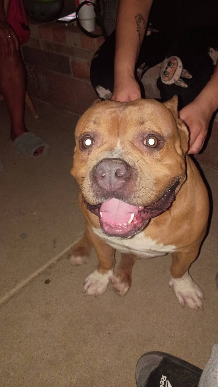 Dog reported found or sighted in Glendale, AZ