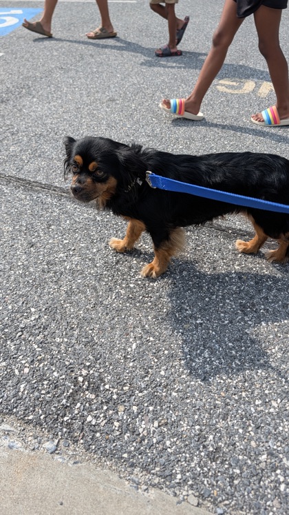 Dog reported found or sighted in Baltimore, MD