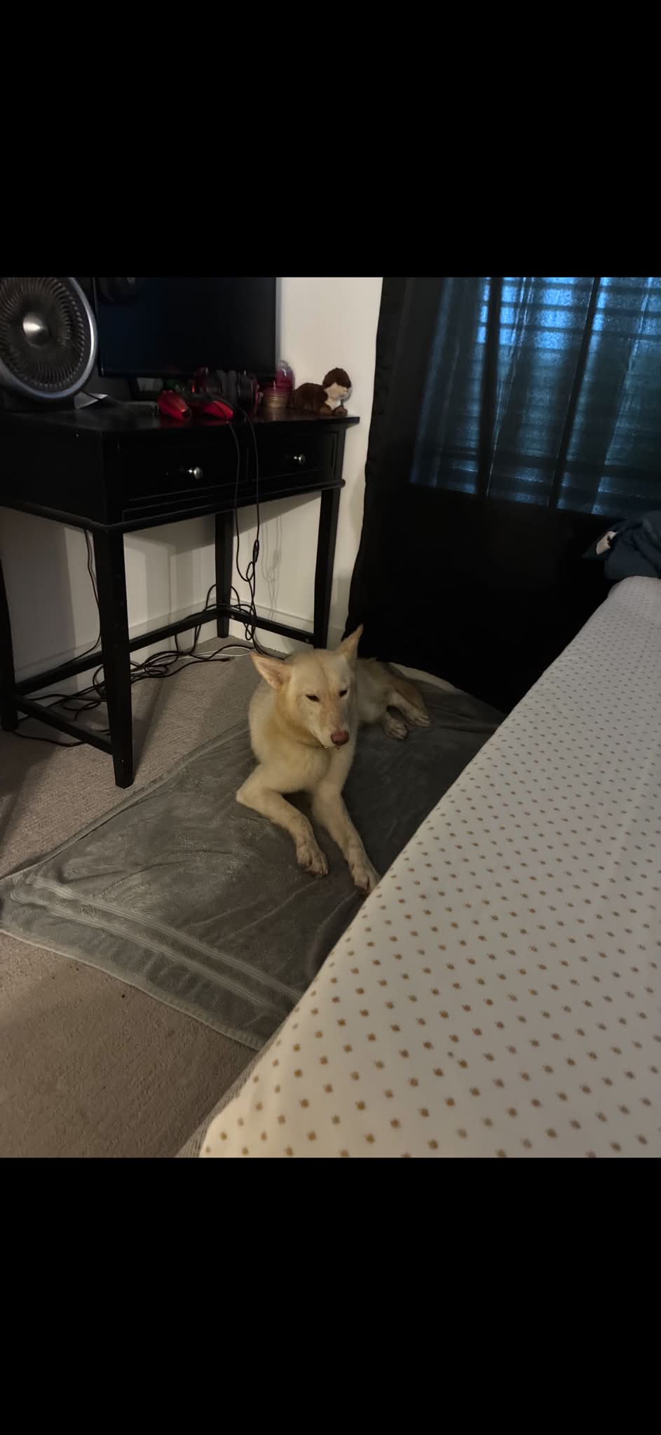 Dog reported found or sighted in Memphis, TN