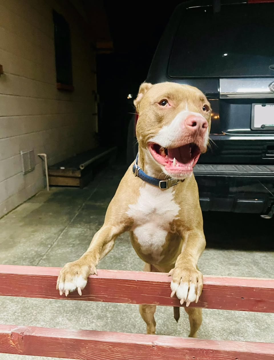 Dog reported found or sighted in Tampa, FL