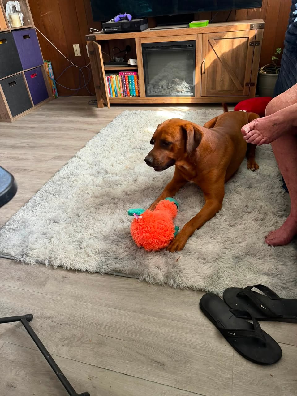 Dog reported missing in Indianapolis, IN
